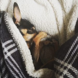Hondje onder deken